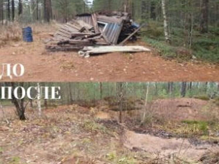 В октябре в лесах Ленобласти ликвидировали 10 свалок, еще десятки остались