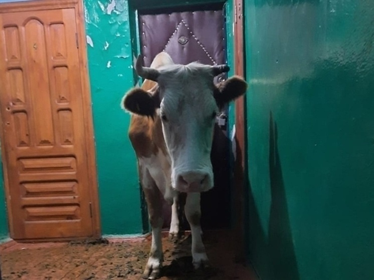 Кур и свиней россиянам в квартирах держать можно, но не нужно