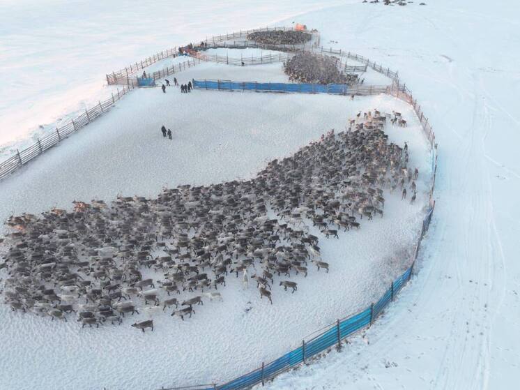 В районах Якутии проходит осенняя корализация северных оленей