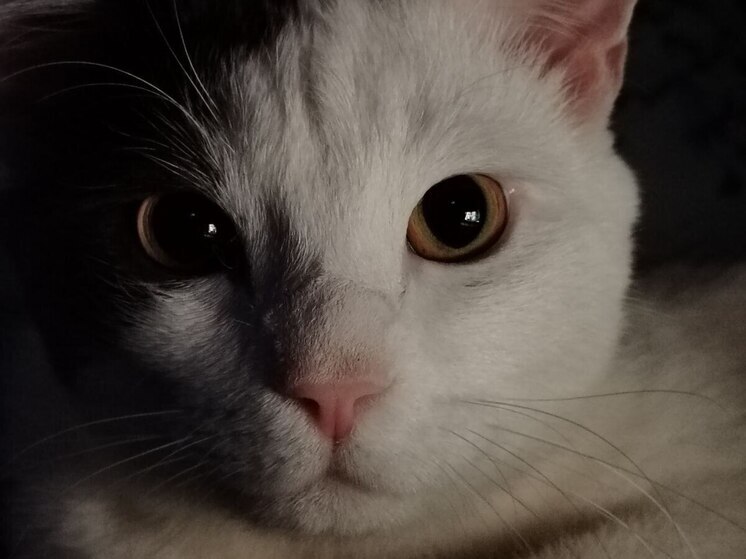 В Пензенской области введут обязательную регистрацию всех кошек и собак