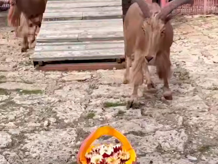 Гривистый баран в Липецком зоопарке испугался необычного угощения