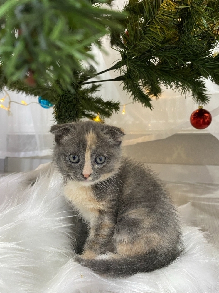 Калужанам предстоит подсчитать своих животных