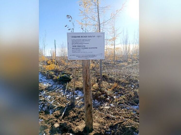 В Якутии высадили лес для компенсации стройки Ленского моста