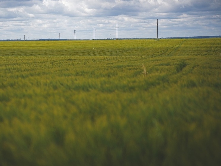 У тульского ООО «Урожай» аннулирована декларация на 2900 тонн гороха