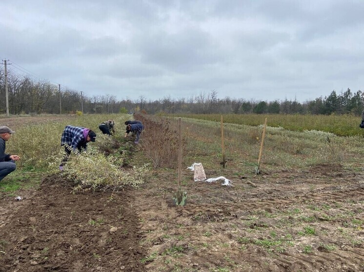 Мелитопольский лесхоз вырастил более полутора млн сеянцев и саженцев