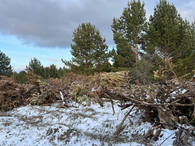В Бурятии в сельхозоборот вводят 237 гектаров заброшенных земель