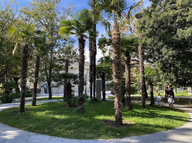 На озеленение Сочи выделили около 400 миллионов рублей