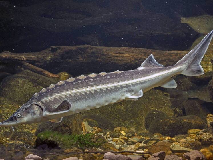 Ущерб от браконьерских действий рыболова составил свыше 275 тыс рублей