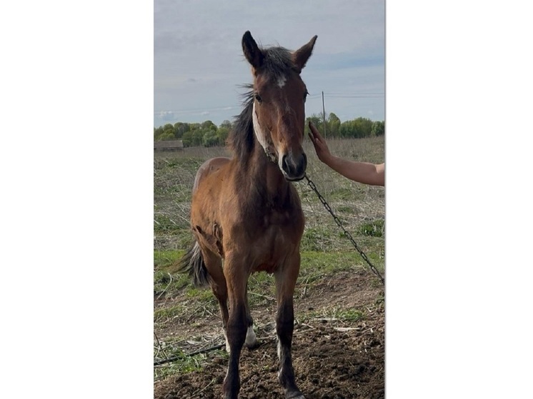 В ярославском Сарафоново хозяева блудных жеребцов нашлись, а сами кони пропали
