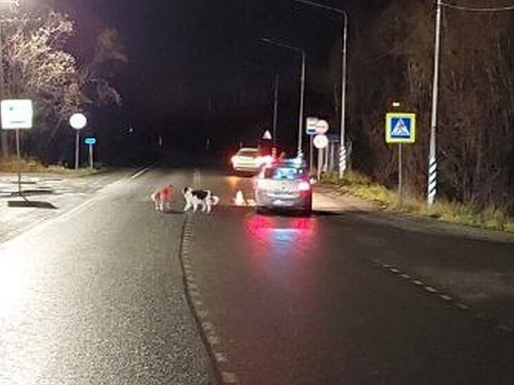 На объездной дороге Кандалакши водитель сбил женщину