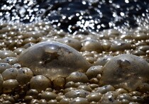 В округе Язу (штат Миссисипи, США) произошел мощный взрыв на заводе по производству аммиака