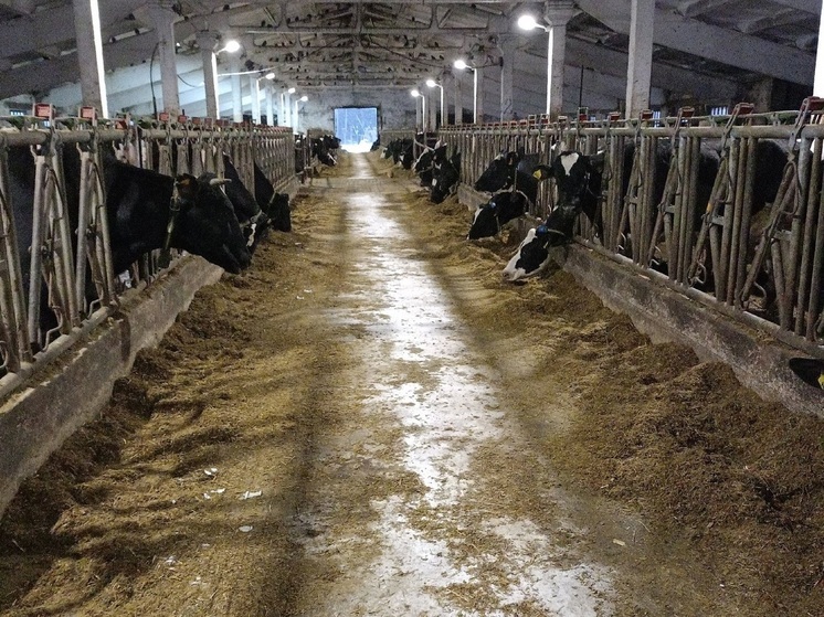 Вологодские призывники могут проходить альтернативную службу на фермах