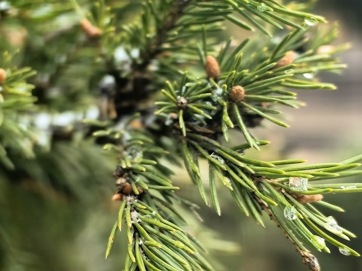 В Хакасии разыграются снег и ветер
