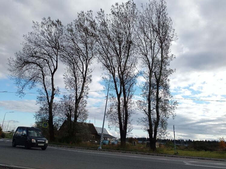 Утром туман, днем дождь и до +11 градусов будет в Ленобласти 7 ноября