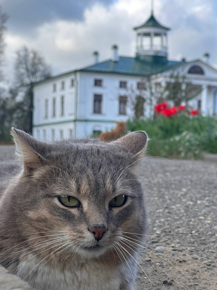 В Ярославской области из музея пропал литературный кот