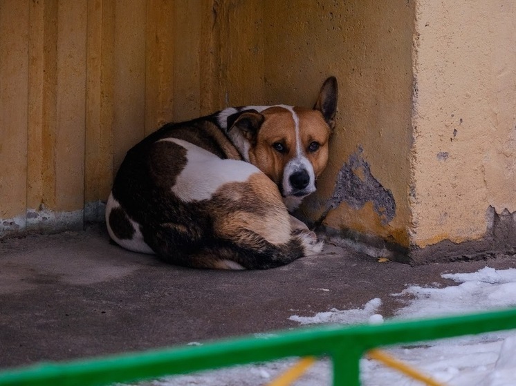 Астраханцев могут начать штрафовать за препятствие отлову бездомных собак