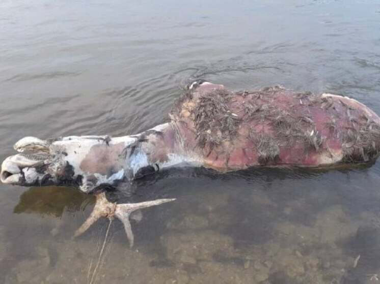 Мертвого лося со связанными рогами нашли в воронежском Дону