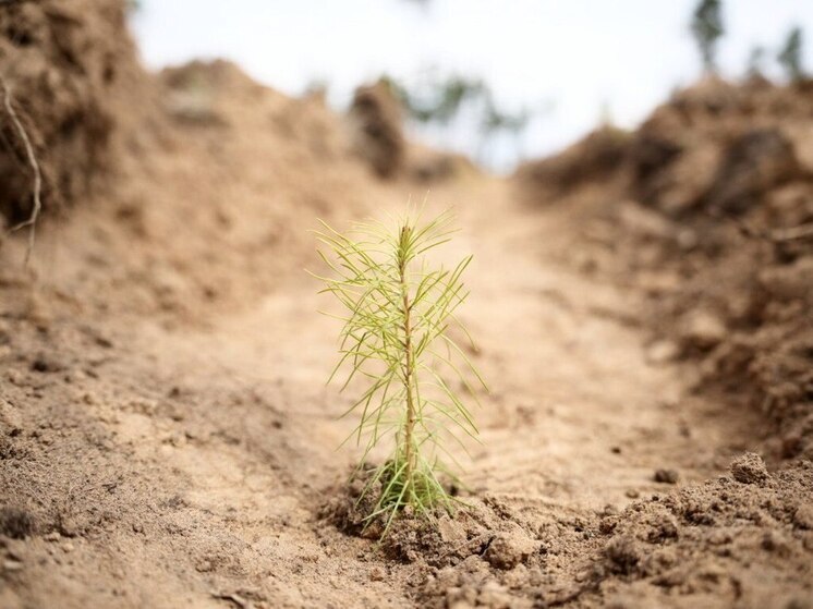  Иркутская область перевыполнила план по компенсационному лесовосстановлению на 25%