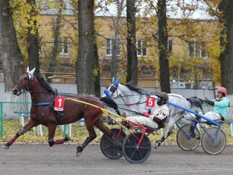 Бесплатные скачки и знакомство с лошадьми: тамбовский ипподром зовет на осенние бега