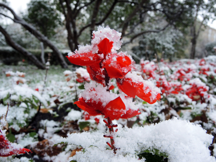 Метеорологическая зима наступит в Подмосковье в середине ноября