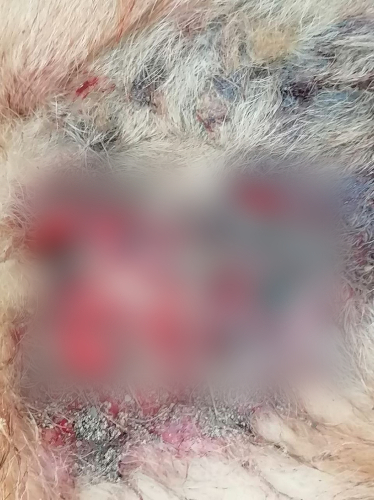 В Ростовской области ветеринары спасают собаку с сильным истощением и жуткими ранами на теле