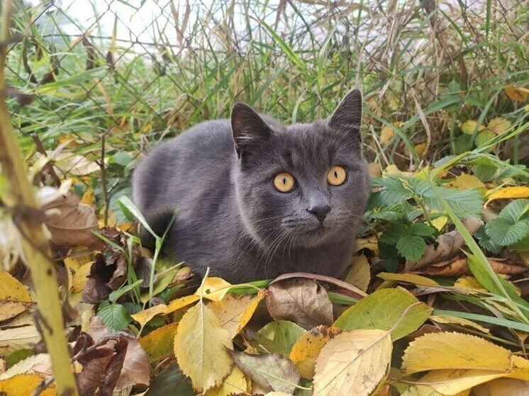 Белгородцы смогут бесплатно стерилизовать собак и кошек