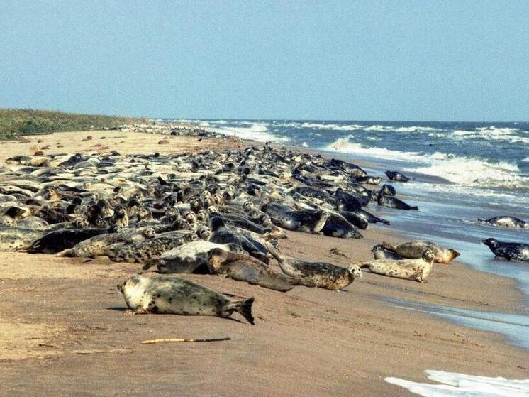 Проректор ДГУ прокомментировал массовую гибель каспийских тюленей