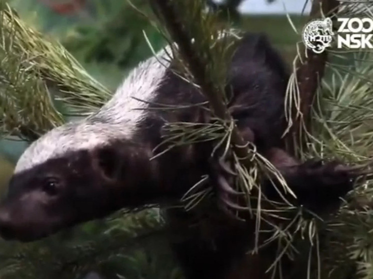 В Новосибирском зоопарке спасают детёныша медоеда, которого бросила мать