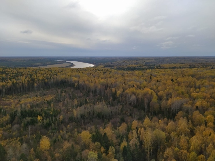 Вологодчина является лидером по охвату лесов дистанционным мониторингом среди СЗФО