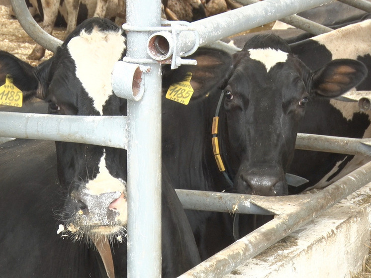 Ленинградцы получат свежайшее молоко в шаговой доступности