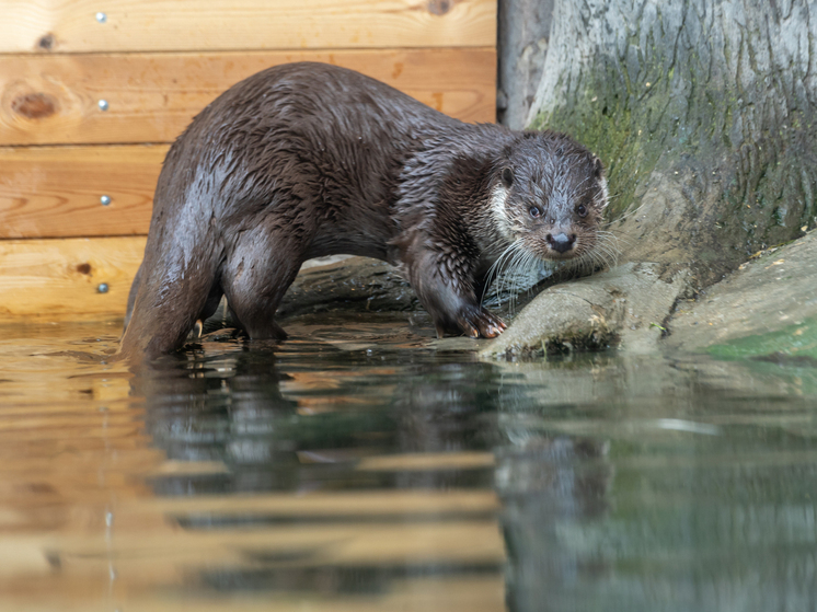 Выдры в Подмосковье активно готовятся к зиме