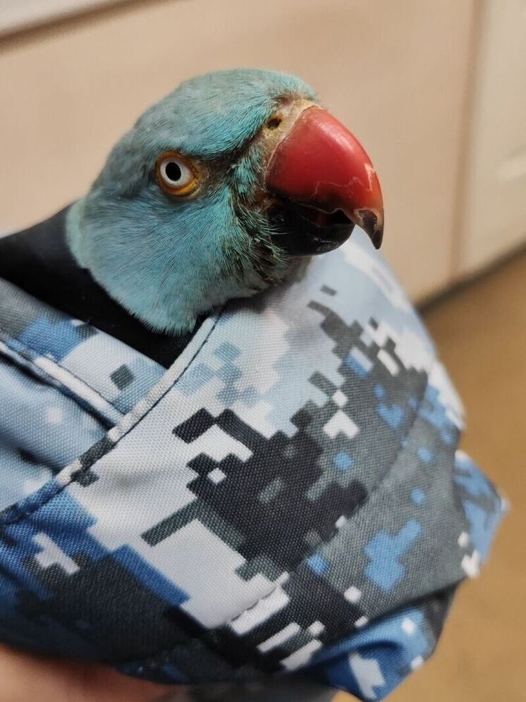 Костромской хэппи-энд: Возвращение блудного попугая