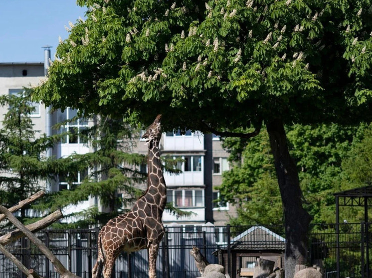 В Калининградском зоопарке внезапно скончался жираф Мэру