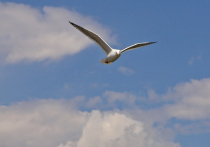 Нового распространителя пластика, наносящего серьезный вред фауне, нашла экспедиция на берегах Кольского залива Баренцева моря. Им оказалась серебристые чайки.