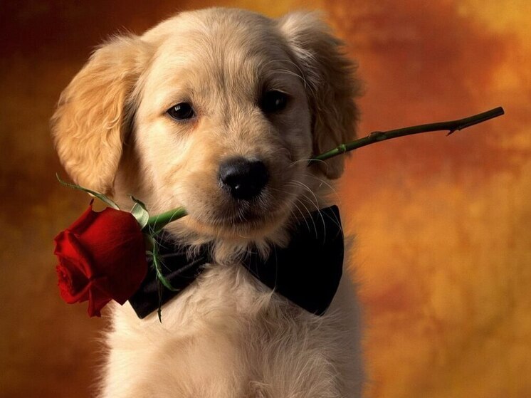 Дни рождения 7, 8 и 9 ноября