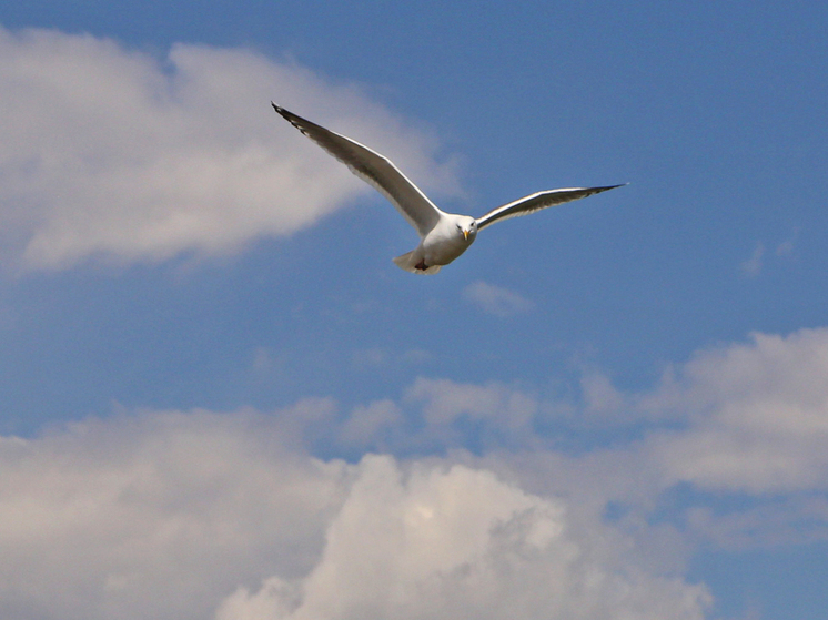 Нового распространителя пластика, наносящего серьезный вред фауне, нашла экспедиция на берегах Кольского залива Баренцева моря. Им оказалась серебристые чайки.