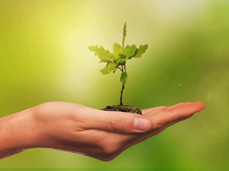 ЛНР передали полторы тысячи деревьев для посадки "Аллей памяти"