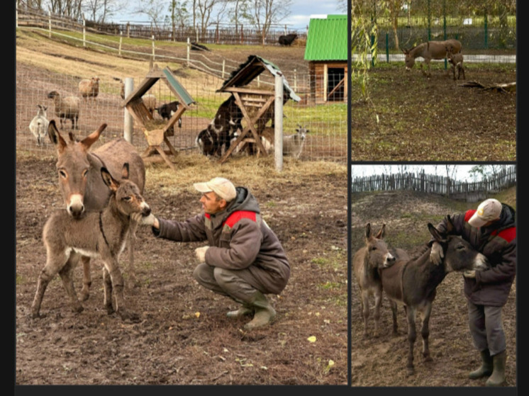 Маленькое чудо: в Старооскольском зоопарке родился осленок