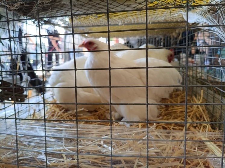 Социальный контракт помог ставропольской семье расширить подсобное хозяйство