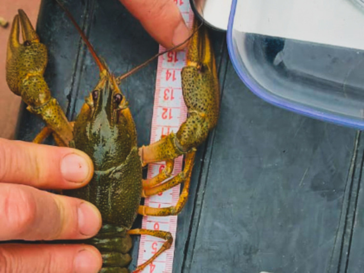 В лиманах Кубани продолжает сокращаться популяция раков