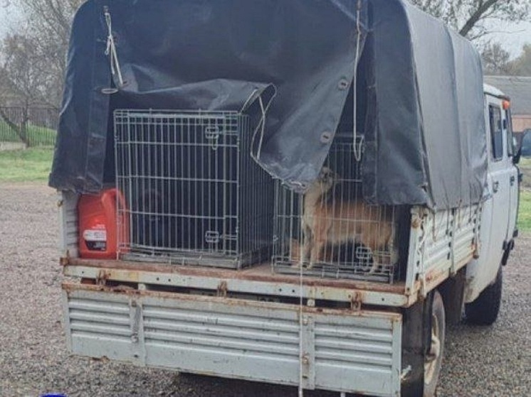 Безнадзорные собаки Яшалты и Березовского обретут временный дом и помощь