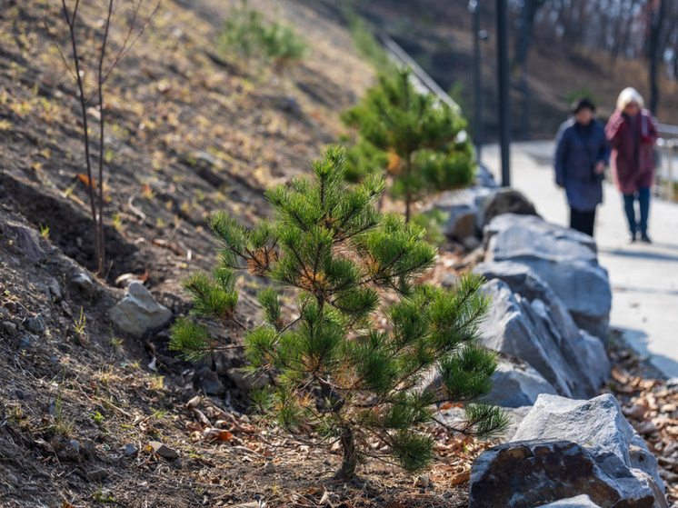 Более 1200 деревьев и кустарников высадили в парке на Ватутина во Владивостоке