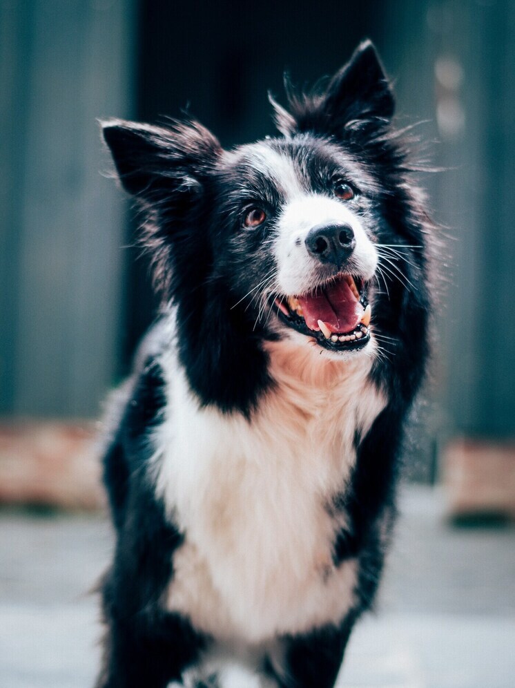 В Улан-Удэ завтра пройдут рейды по собакам в микрорайонах Стеклозавод и Дивизионный
