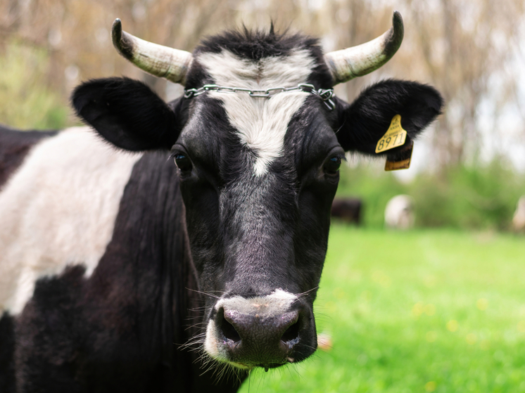 В Курской области выявили случай покупки коров без ветеринарных документов