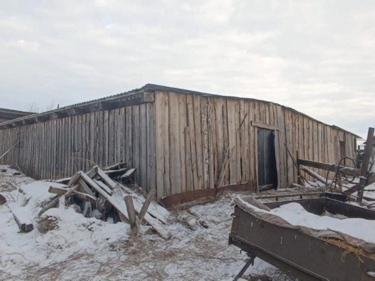 Свиньи как орудие убийства: в Красноярском крае начался суд над соседом, оставившим школьницу умирать в свинарнике