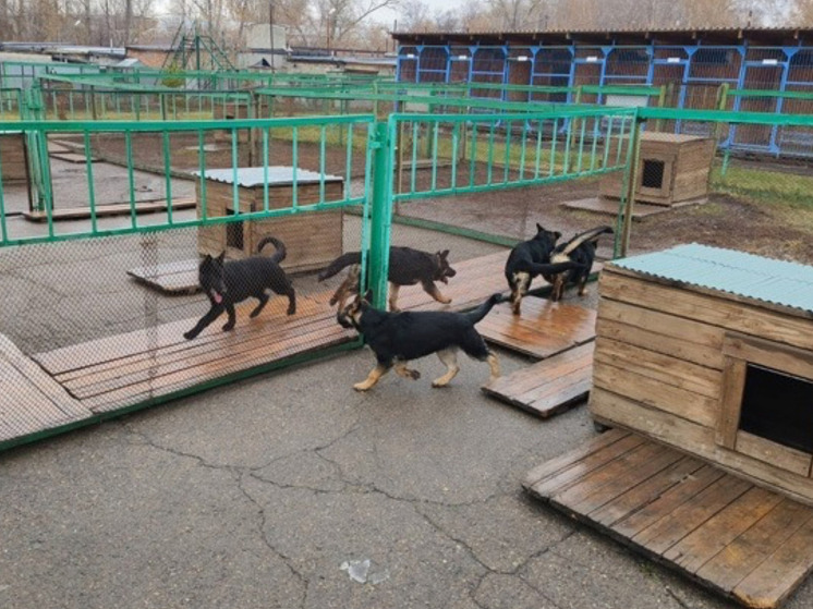 Щенки из питомника ГУФСИН Кузбасса отправлены на обучение кинологам Алтайского края