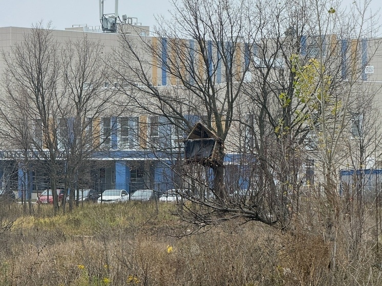 Жителей воронежского Шилово возмутили шалаши из срубленных деревьев