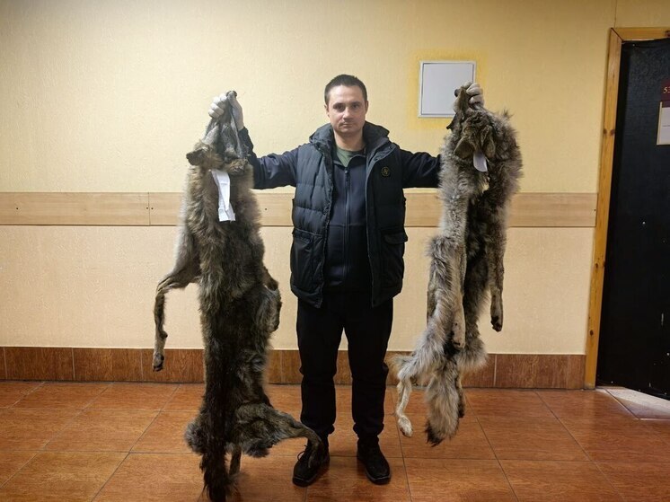 Прием шкур волков продлится в Забайкалье до 1 декабря