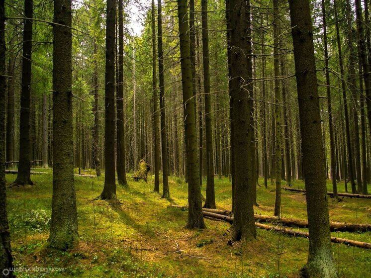 Иностранные компании приобрели в Карелии свыше 400 тысяч кубометров древесины