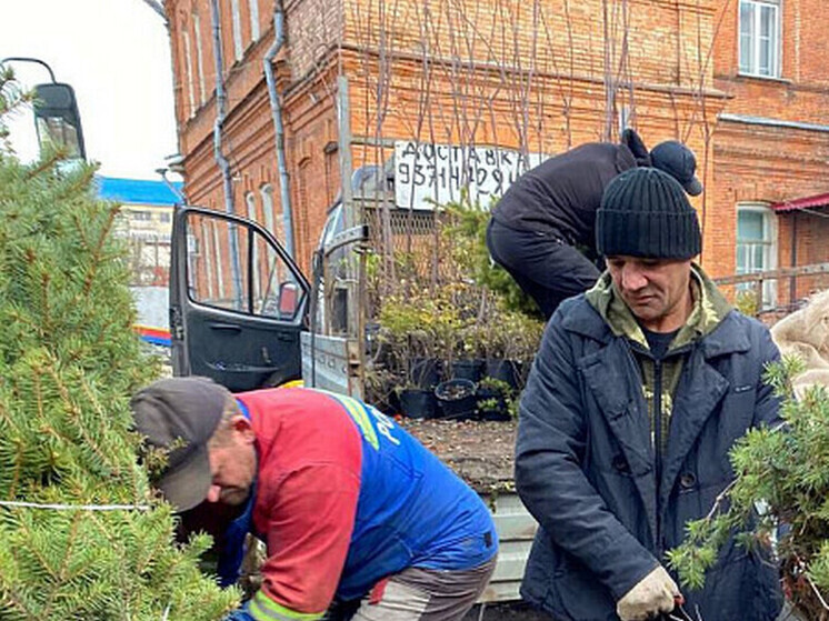  В Петровске высадят золотые дубы